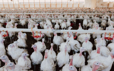 Defining Stress in Poultry and Swine Production