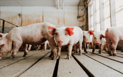 Is feed our greatest opportunity for defense against African Swine Fever Virus? Pt. 1