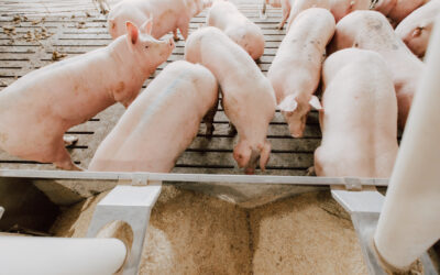 Endotoxins in Swine: Effects and Strategies of Control