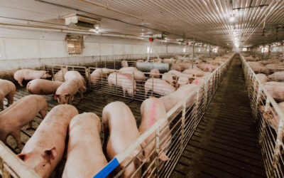 Is feed our greatest opportunity for defense against African Swine Fever Virus? Pt. 2