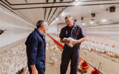 Importance of Endotoxins in Commercial Poultry