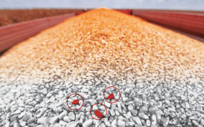 The Hidden Drag on Performance: Why Mycotoxins Are Reshaping Swine Production