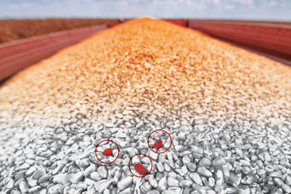 The Hidden Drag on Performance: Why Mycotoxins Are Reshaping Swine Production