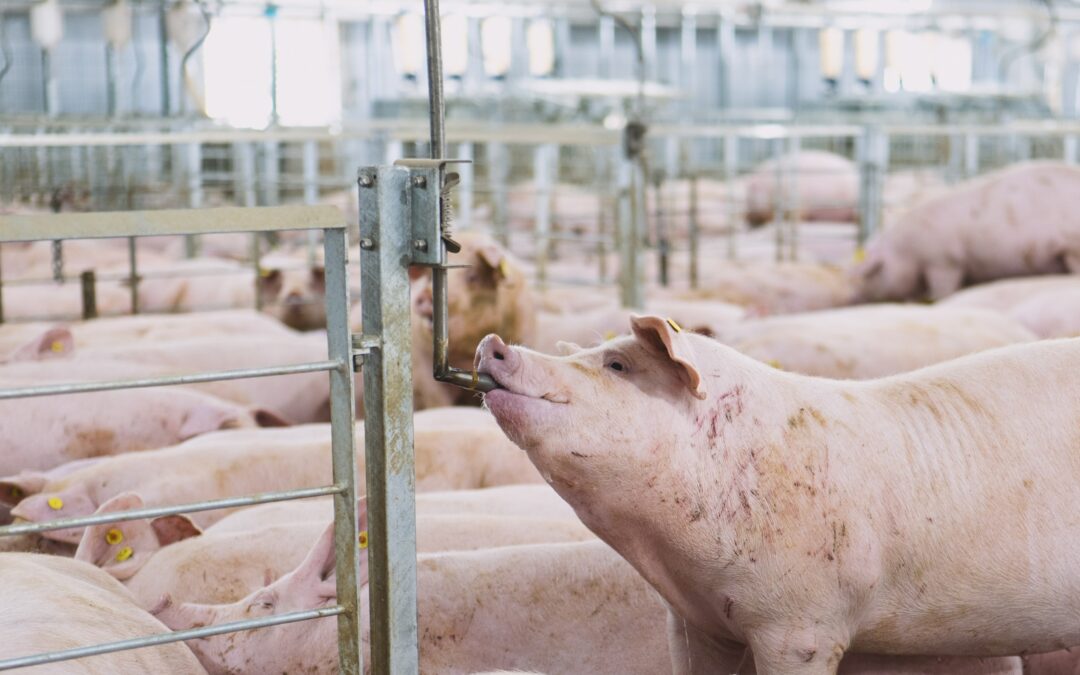 Not All Mycotoxin Binders Work the Same — And in Sow Systems, That Difference Matters