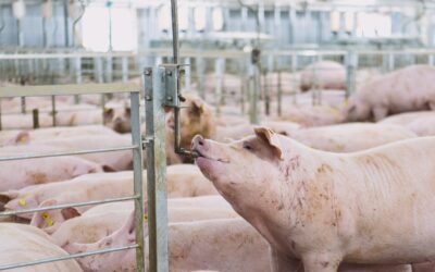 Not All Mycotoxin Binders Work the Same — And in Sow Systems, That Difference Matters